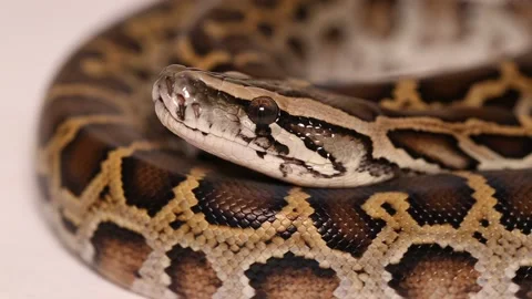 Burmese Python molurus bivittatus snake Stock Footage 220268995