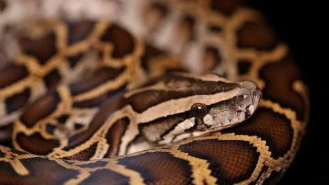 Burmese Python molurus bivittatus snake Stock Footage 220269025