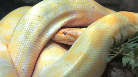 Burmese python moving head under its own body Stock Footage 56812711