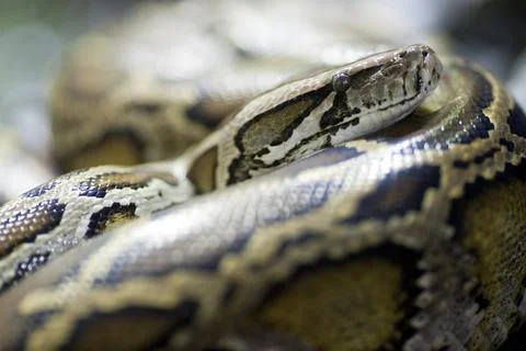 Burmese Python Observing Visitors at Berlin Zoo in Germany Stock Photos
