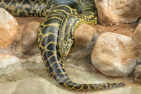 Burmese python, one of the largest species of snakes Stock Photos