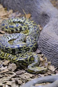 A Burmese python. One of the largest species of snakes. 写真素材