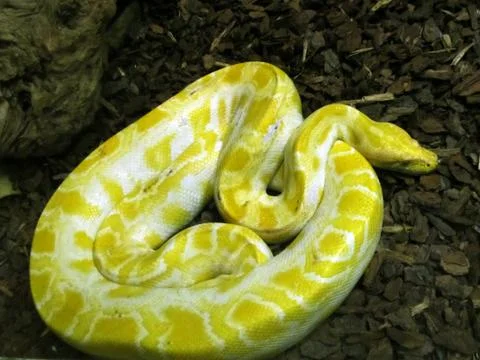 Burmese python Photos