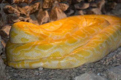 Burmese python Stock Photos