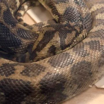 Burmese python Photos