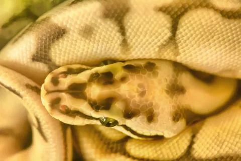 Burmese python Foto stock