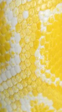 Burmese Python Stockfoto's