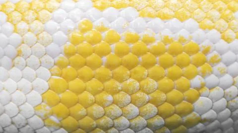 Burmese Python Stock Photos