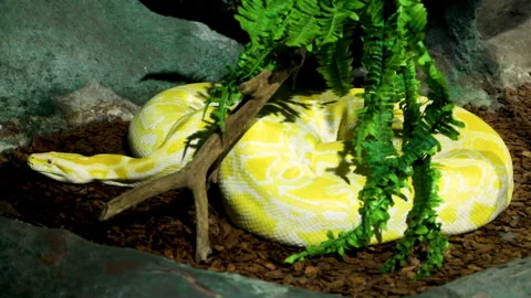 The Burmese python (Python bivittatus albina) is one of the largest Stock Footage 142624462