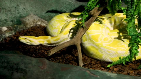 The Burmese python (Python bivittatus albina) is one of the largest Stock Footage 142624524