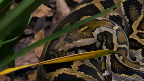The Burmese python (Python bivittatus), one of the largest species of snakes Stock Footage 265780654