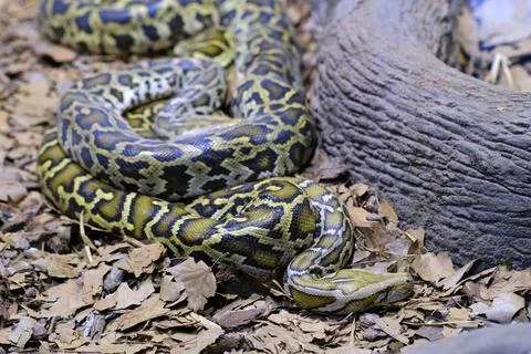 A Burmese python (Python bivittatus). One of the largest species of snakes... Stock-Fotos