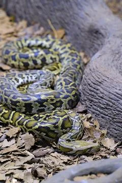 A Burmese python (Python bivittatus). One of the largest species of snakes... 스톡 사진