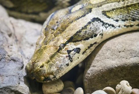 Burmese python (Python bivittatus) 写真素材