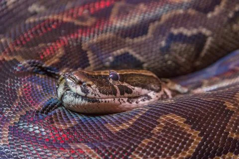 Burmese python (Python bivittatus) Stock Photos