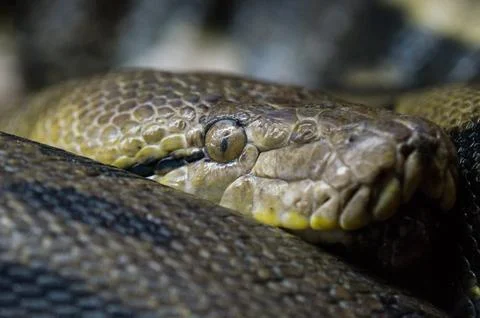 Burmese python (Python bivittatus) Stock Photos