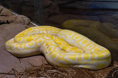 Burmese python, Python bivittatus in Tabernas desert, Andalusia, Spain Stock Photos