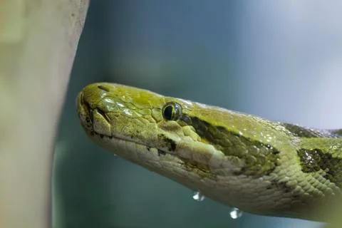 Burmese Python (Python molurus bivittatus) Stock Photos
