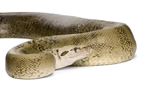 Burmese Python, Python molurus bivittatus, granite phase, 10 years old, studio s Stock Photos