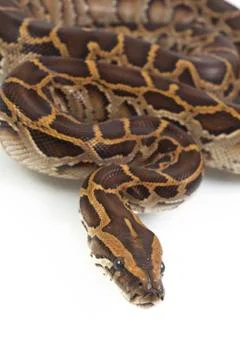 Burmese Python, Python molurus bivittatus, isolated on white background Foto stock