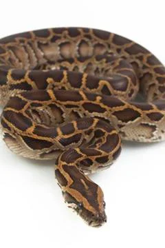 Burmese Python, Python molurus bivittatus, isolated on white background Photos