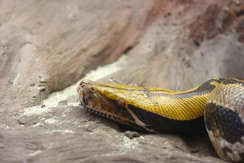 Burmese Python Resting in Natural Habitat - Wildlife Photography for Educat.. 库存照片