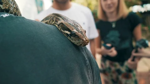A Burmese python rests its head on a young tourists shoulder 動画素材 87207587