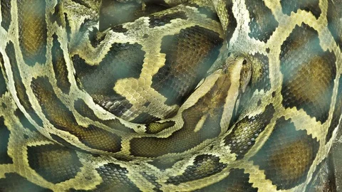 Burmese python sleeping Stock Footage 86198817