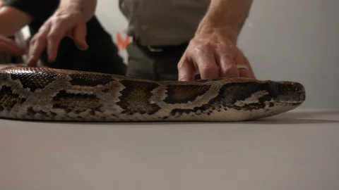 Burmese Python Slithering On Table Super Close Up 動画素材 88901449