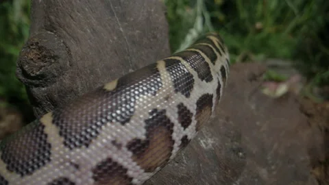 Burmese python slithering on wooden stump Stock Footage 155855004