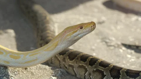 Burmese python slowly moving on ground. Stock Footage 305299754