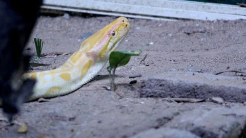 Burmese python snake in the national park Stock-Fotos