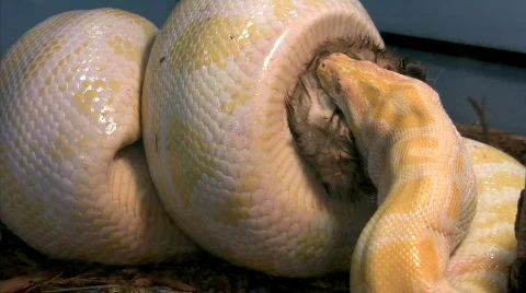 Burmese Python squeezes and smothers rabbit Stock Footage 323942