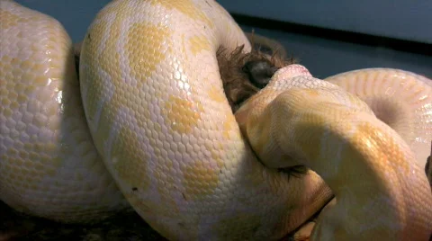 Burmese Python squeezes and smothers rabbit Stock Footage