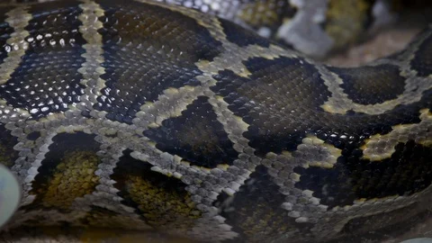 Burmese python suffocates rabbit Stock Footage 91960466