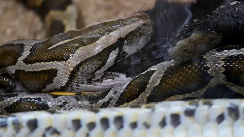 Burmese Python Stock Video Footage | Royalty Free Burmese Python Videos ...