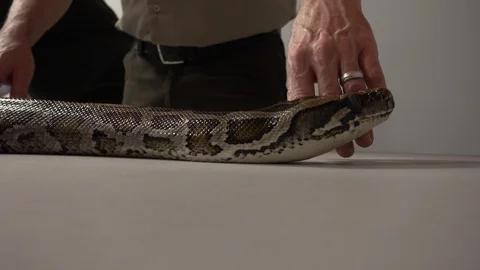 Burmese Python Super Closeup 002 Stock Footage 88901458