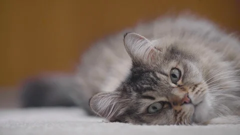 Burmilla cat lying down looking at camera sleeping and alert, then walks out of Stock Footage 101280194