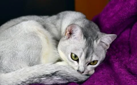 Burmilla cat Stock Photos