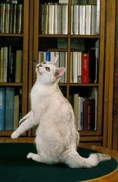 BURMILLA Stock Photos