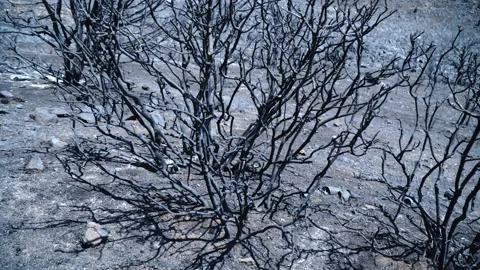 Burn Area Desolate Tree Stock Footage 145770407