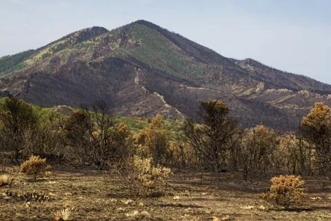 Burn damage from the Spring Fire forest fire in Southern Colorado Stock Photos