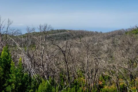 Burn down forest, La Gomera Stock Photos
