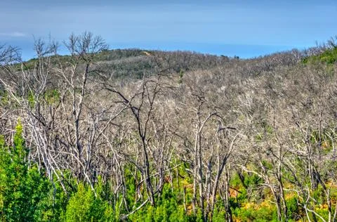 Burn down forest, La Gomera Stock Photos