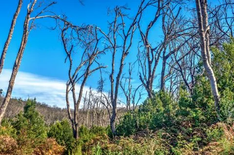 Burn down forest, La Gomera Stock Photos