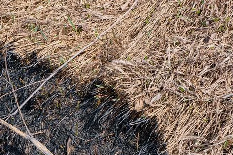 Burn grass, earth after a fire. Stock Photos