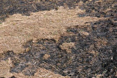 Burn grass, earth after a fire. Stock Photos