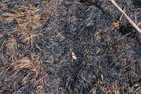 Burn grass, earth after a fire. Grass fell. Stock Photos