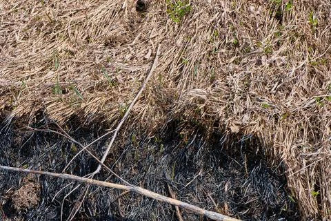 Burn grass, earth after a fire. Stock Photos