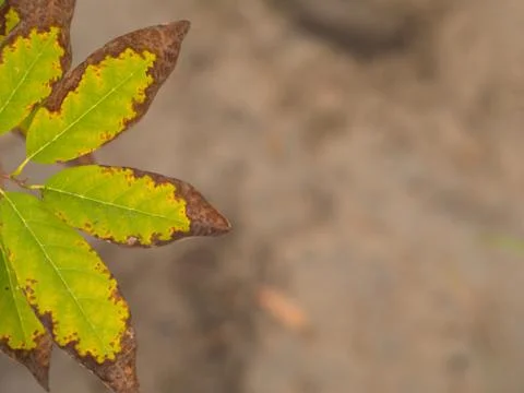 Burn leaf , Green Leaf Background, Green Concept for Organic Life. Stock Photos